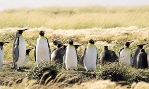 Un paraíso de pingüinos Rey  a solo cuatro horas de Río Grande