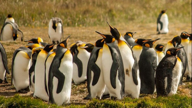 El pingüino rey podría emigrar de la isla de Tierra del Fuego debido a la falta de alimento