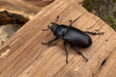 En Santa Cruz, usan escarabajos para idear estrategias de conservación de la biodiversidad patagónica