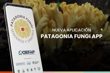 Desarrollaron la primera app para la identificación de hongos comestibles de la patagonia