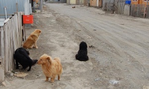 El plan para controlar a los perros sueltos entre 2016 y 2021 en Río Grande