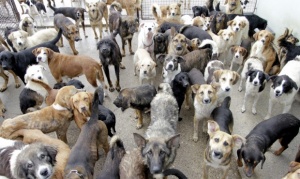 En Río Grande hay cerca de 10 mil perros sueltos, dos por vivienda