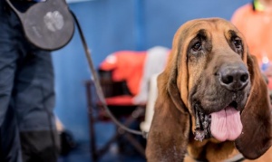 En Ushuaia, se castraron más de 700 animales en lo que va del año