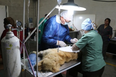 Perros sueltos: El Municipio continúa con operativos de captura y campañas de castración