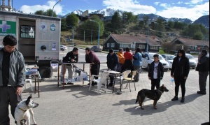 Una larga espera: Buscan familia para 50 perros
