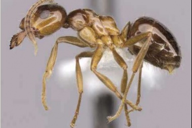 Lasiophanes picinus, la hormiga fueguina