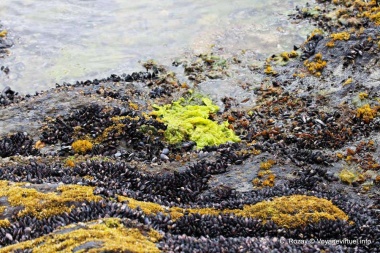 Por alerta de marea roja prohíben la extracción, consumo y comercialización de moluscos