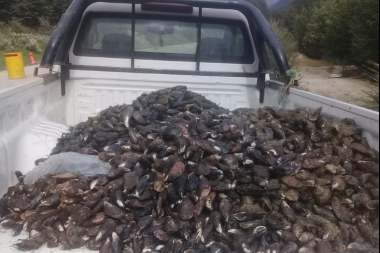 Decomisaron cargamento de moluscos extraídos ilegalmente en la zona de Almanza