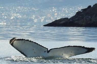 Invitan a colaborar con el catálogo de foto-identificación de ballenas jorobadas