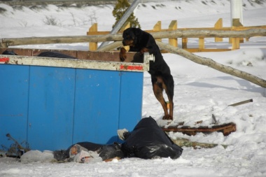 Proponen suspender por tres meses el chipeado de perros y priorizar la castración