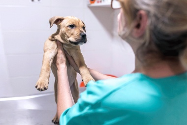 Von der Thusen insistirá con el proyecto que propone crear 'guardias veterinarias' en Río Grande