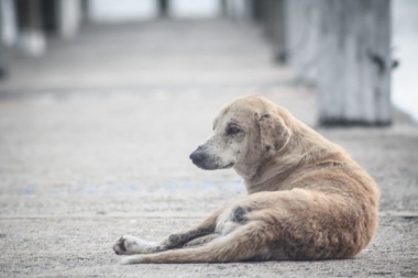 Proponen establecer en Río Grande guardias veterinarias las 24 horas con turnos rotativos