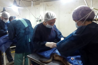 Río Grande: castraron más de 200 perros en una semana