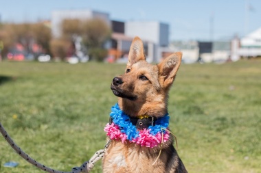 Se realizará en Ushuaia la última jornada del año de adopción de mascotas