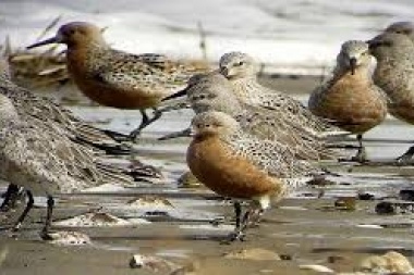 Este fin de semana Río Grande será sede del encuentro regional de Clubes de Observadores de Aves