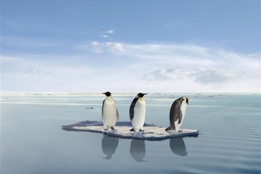 Los peligros que acechan a los pingüinos