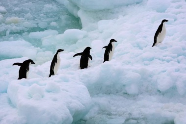 Frío polar: la Antártida registró un nuevo récord de temperatura con -98,6 °C