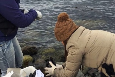 Remediación de la Bahía Encerrada: La Municipalidad finalizó la primera etapa de toma de muestras
