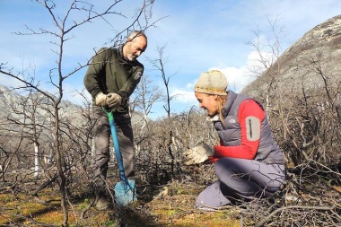 Soy parte del bosque fueguino: Ya trasplantaron más de 170 mil árboles en Bahía Torito