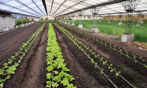 ¿Es posible alcanzar el autoabastecimiento de algunos alimentos en Tierra del Fuego?