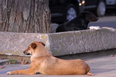 Controversia en Neuquén: multarán a los vecinos que alimenten a perros callejeros
