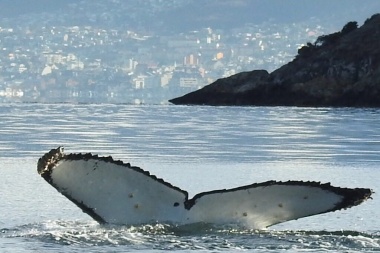 Avistaje de ballenas jorobadas: “Es un fenómeno habitual, simplemente hay cada vez más registro fotográfico”