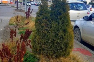 Vecinos que planten arboles frente a sus casas en diciembre tendrán descuentos impositivos en 2019