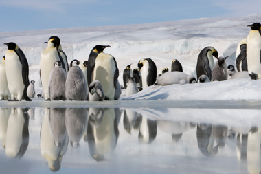 Miles de crías de pingüino emperador se ahogaron en la Antártida