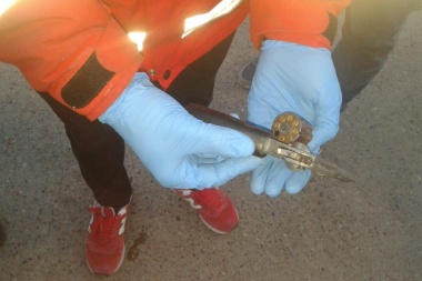 La Policía provincial detuvo a sujeto con un arma lista para disparar en Río Grande