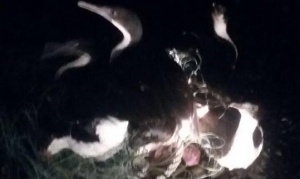 Bomberos rescataron 23 cormoranes atrapados en una red de pesca