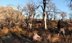 Bosque nativo: anuncian nueva temporada de reforestación en Bahía Torito