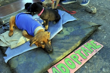 Proponen descontar impuestos a quienes adopten perros callejeros en Río Grande