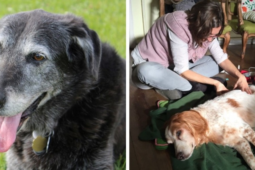 Un veterinario animó a las personas a no abandonar a sus mascotas al momento de ser sacrificadas