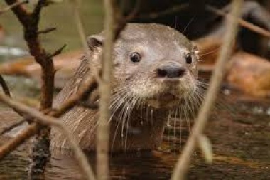 Impulsan una reunión Binacional para la conservación del Huillín