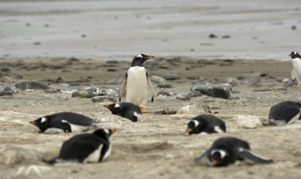 Muchos de los lugareños creen que desminar la bahía no tiene ningún beneficio y que perjudicará a la colonia de pingüinos que allí se reproduce.