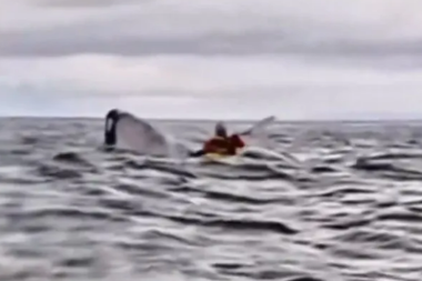 Chile: un joven en kayak fue tragado por una ballena en el Estrecho de Magallanes