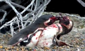 La sangrienta pelea de un pingüino después de encontrar a su pareja con “un amante”