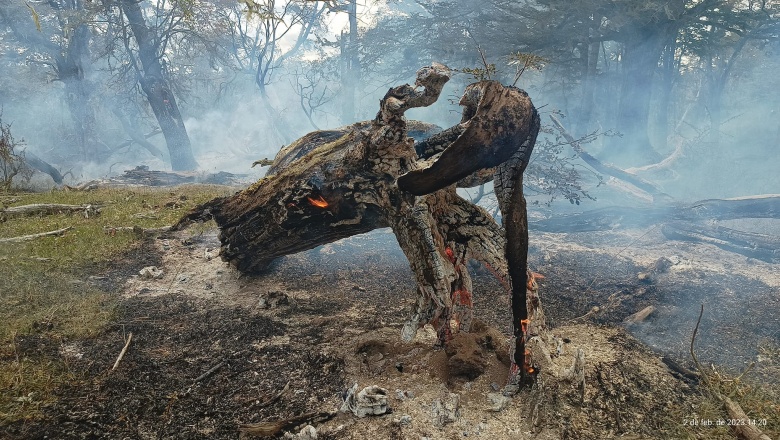 Sofocaron un principio de incendio forestal en cercanías a Laguna Varela en Tolhuin