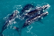 Alerta por "marea roja" en Península Valdés: investigan la relación con muerte de ballenas
