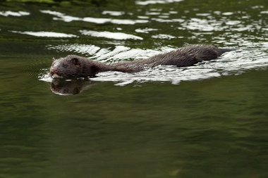 Visón americano, la especie invasora que es la principal amenaza del hábitat patagónico