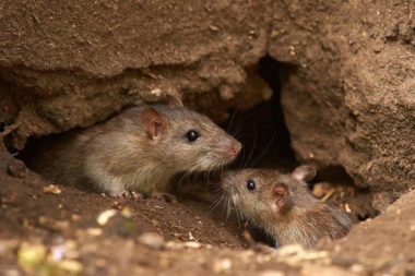 Hantavirus en Chubut: sube el número de muertes y el turismo ya siente el impacto