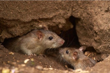 Confirman que en Tierra del Fuego no hay circulación de Hantavirus