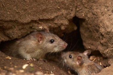 Ya no más hantavirus: Chubut dio por finalizado el brote más grave de su historia