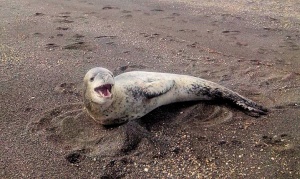 De visita: una foca leopardo eligió la costa de Río Grande para descansar