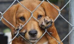 Protectoras marchan por el derecho de los animales