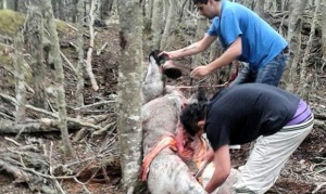 Maltrato animal: procesaron a las cuatro personas que faenaron un caballo