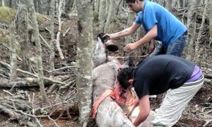 Maltrato animal: “Esta gente es un peligro en la sociedad”