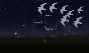 Día de las Aves Migratorias: Bajo la guía de las estrellas