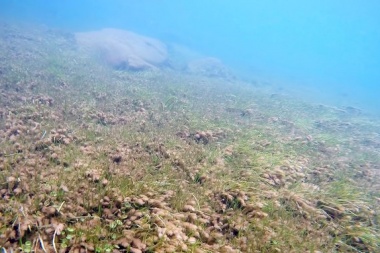 Didymo: ¿Por qué es necesario ocuparse de esta especie invasora que afecta a la patagonia?