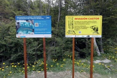 Legisladores piden informes sobre el estado de avance del programa para erradicar al castor